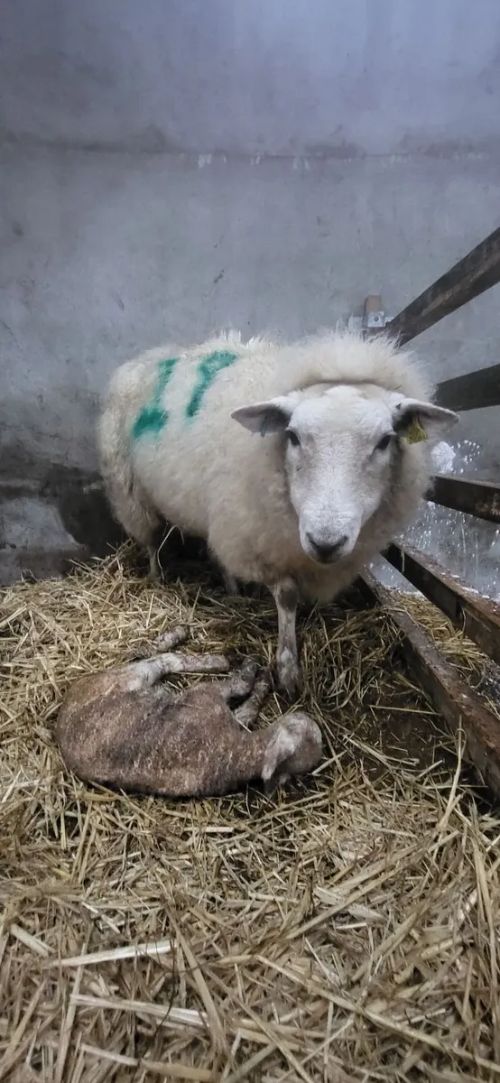 Foster ewe - Image 2
