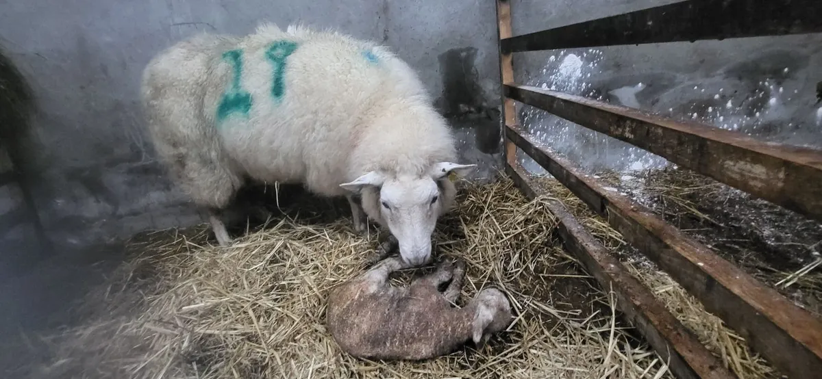 Foster ewe - Image 1