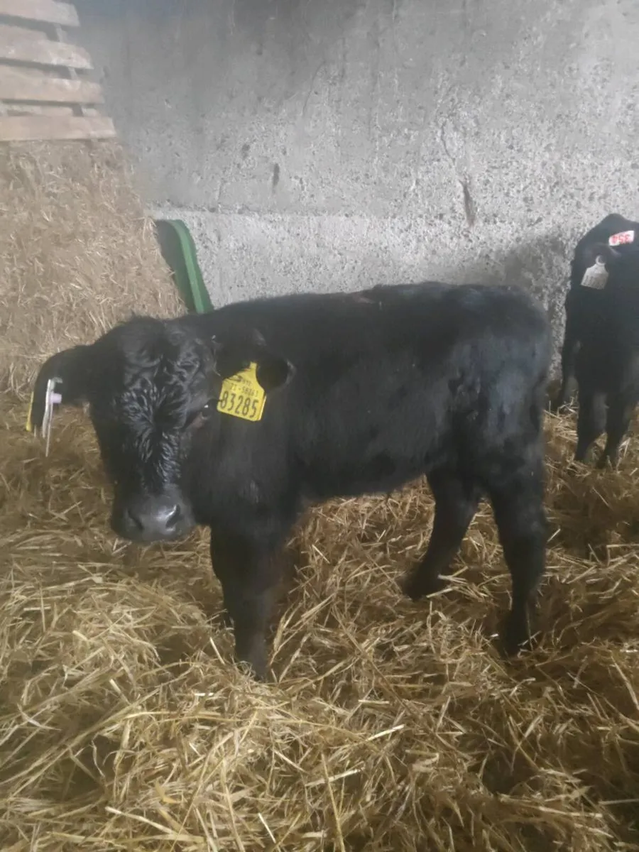 Calves - Image 1