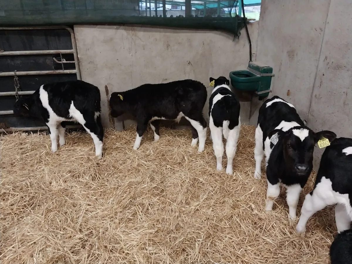 Calves - Image 2