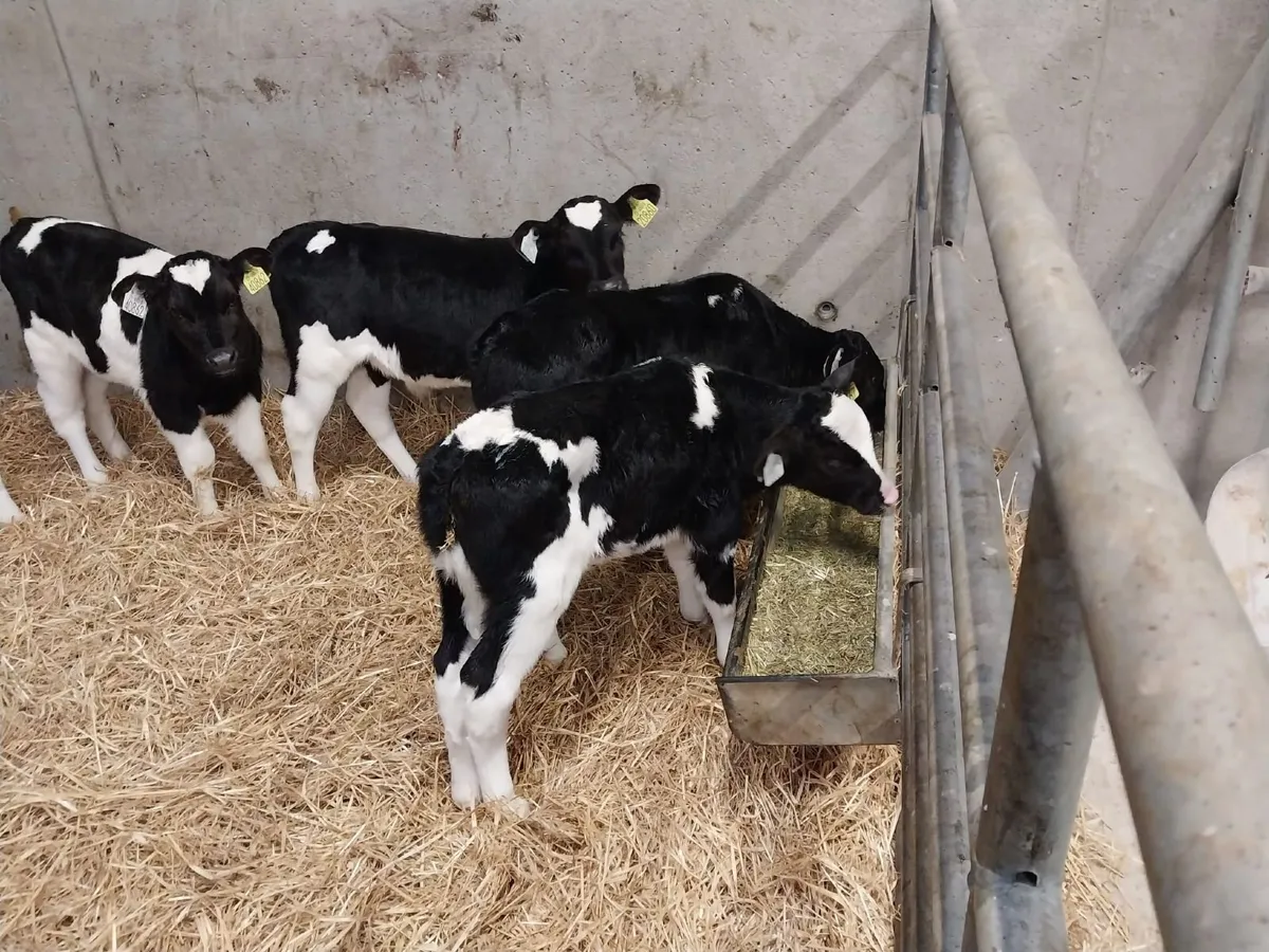 Calves - Image 4