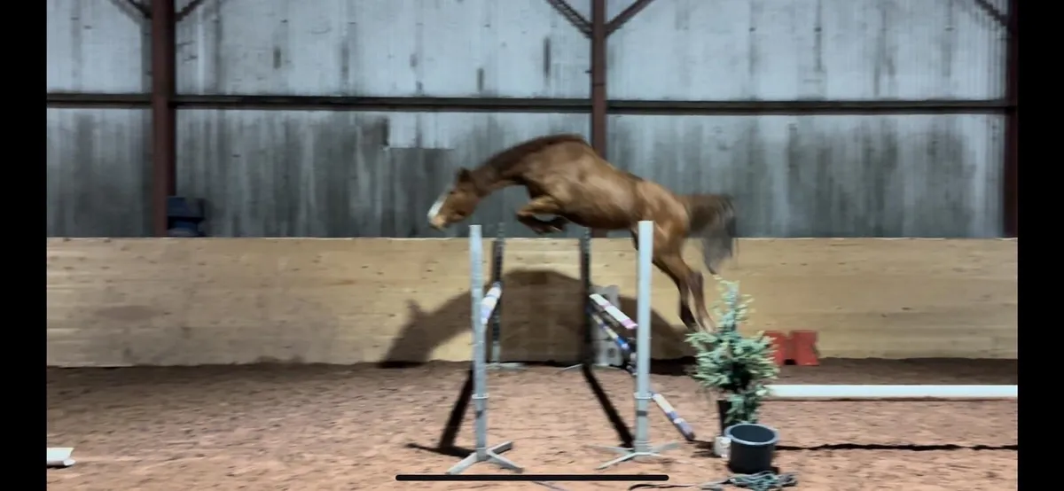 Showjumper/eventer - Image 1