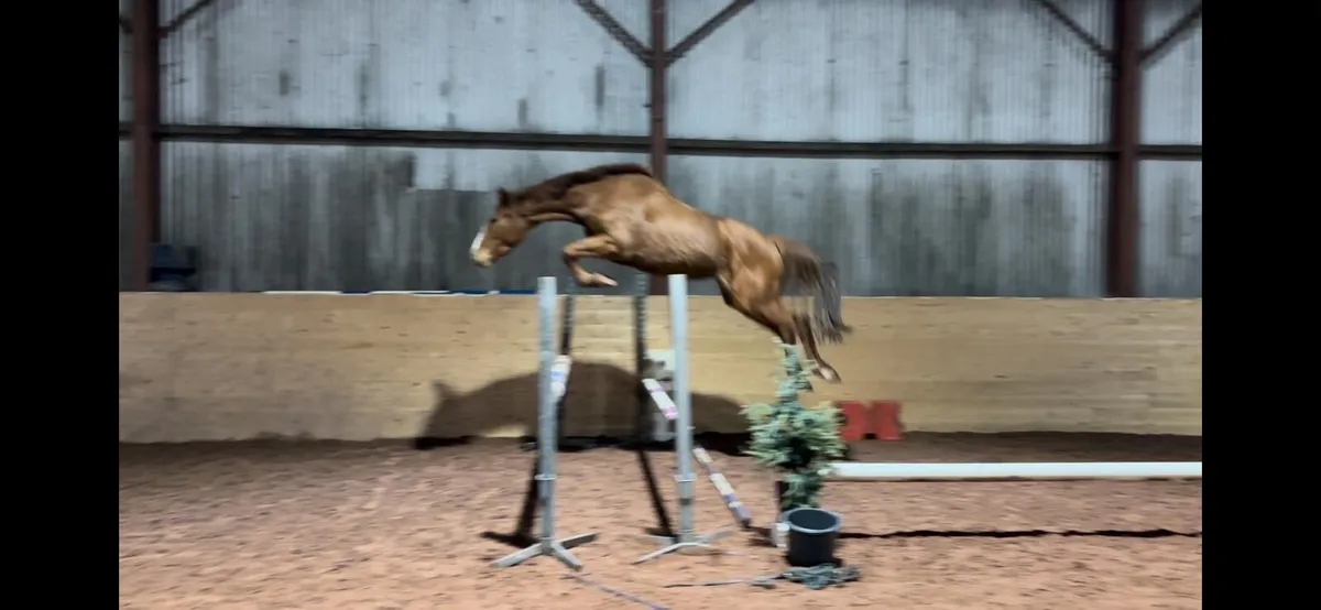 Showjumper/eventer - Image 2