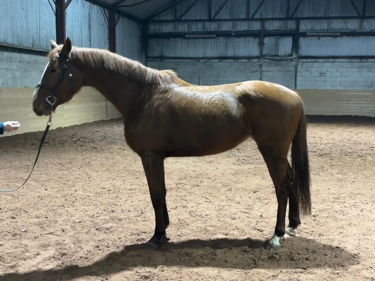 Showjumper/eventer - Image 3