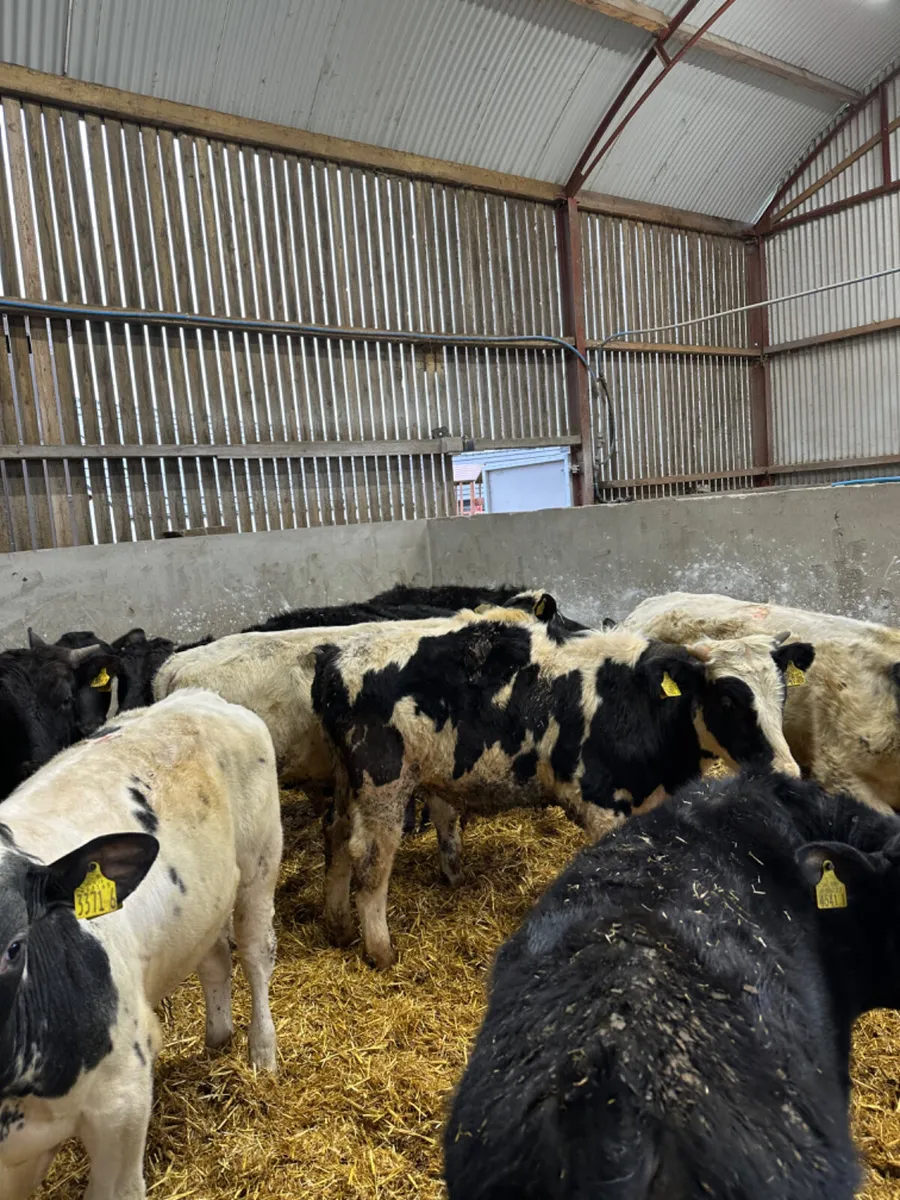 Angus blue and blonde bulls - Image 4