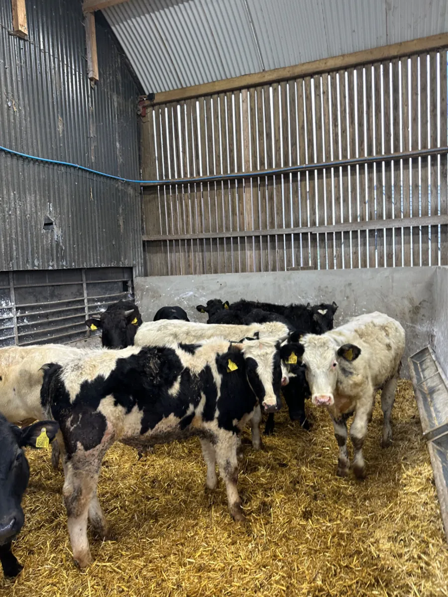 Angus blue and blonde bulls - Image 1