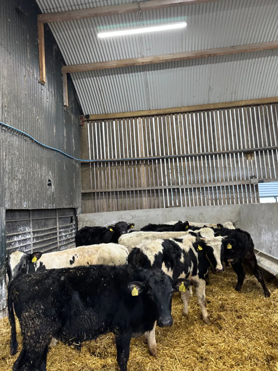 Angus blue and blonde bulls - Image 2