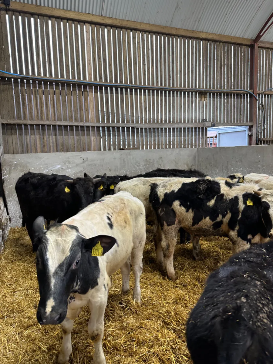 Angus blue and blonde bulls - Image 3