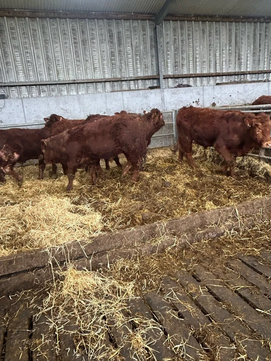 Organic bullock - Image 1