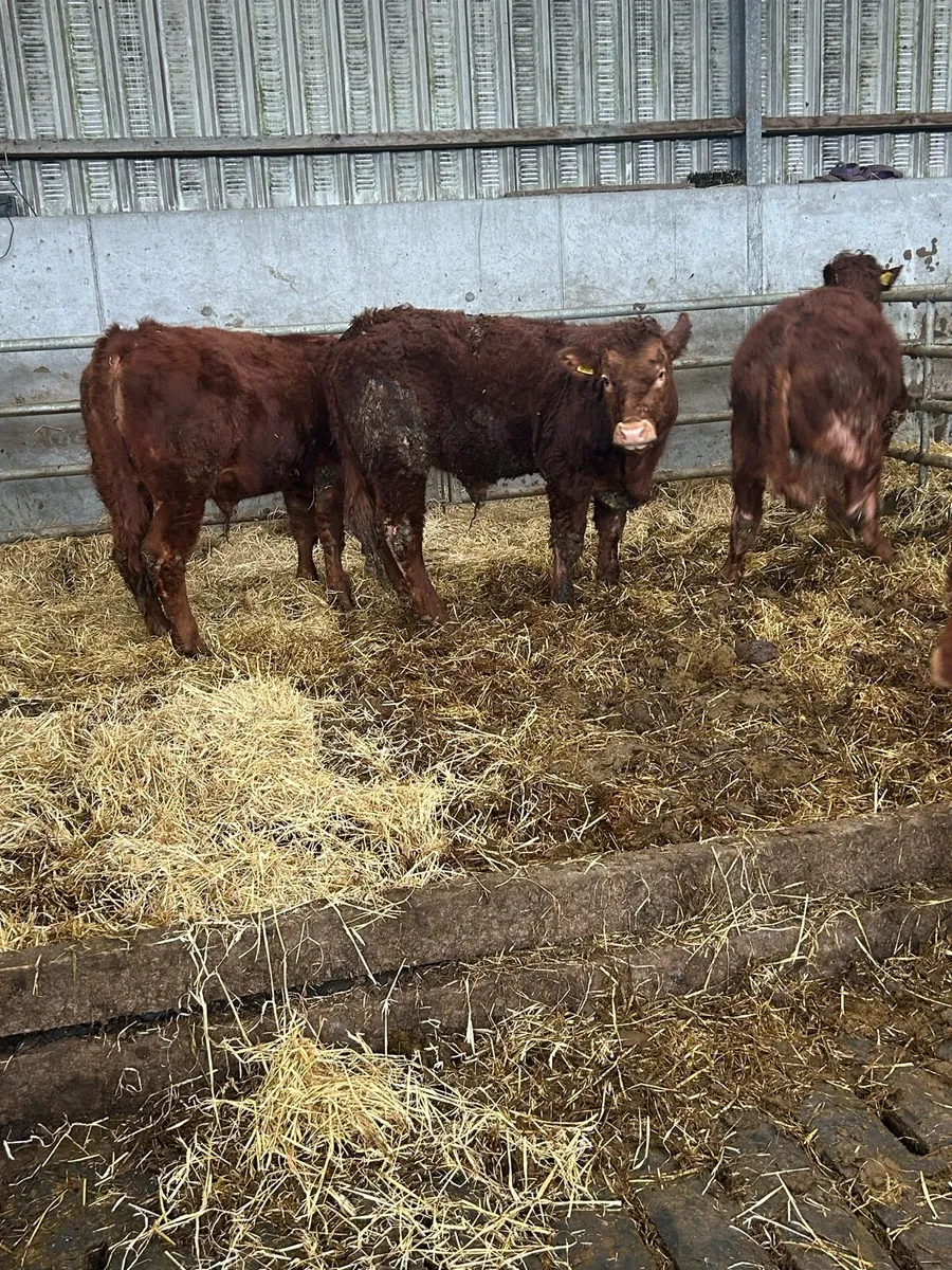 Organic bullock - Image 2