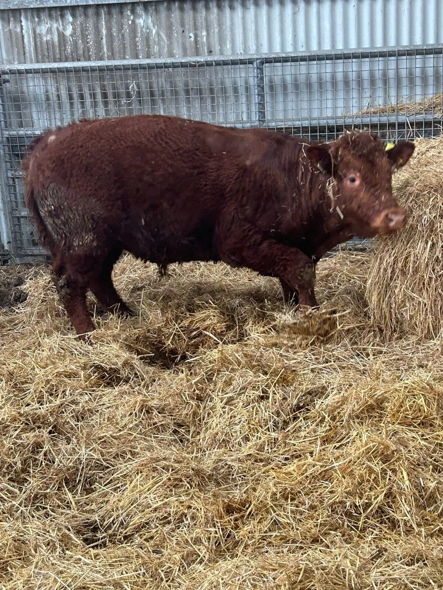 Organic bullock - Image 3