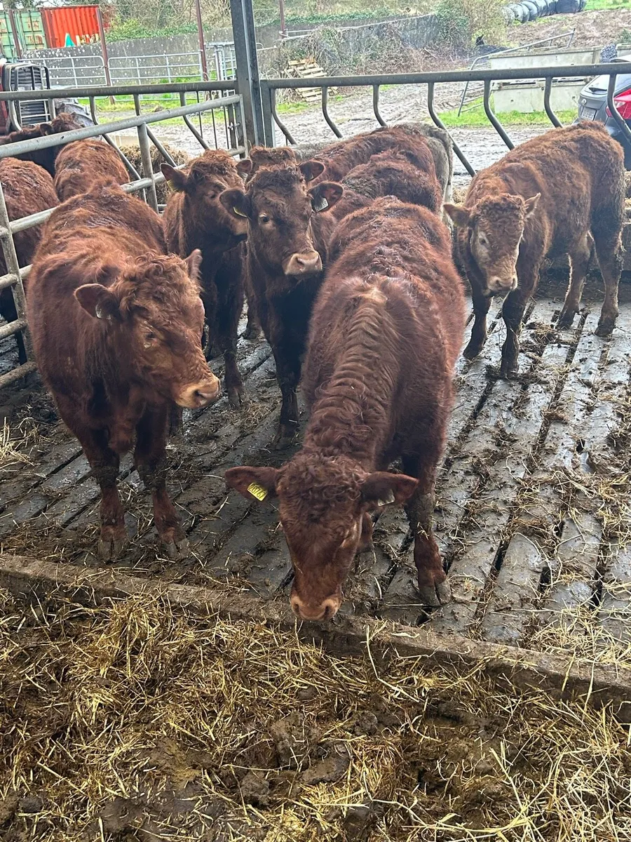 Organic bullock - Image 4