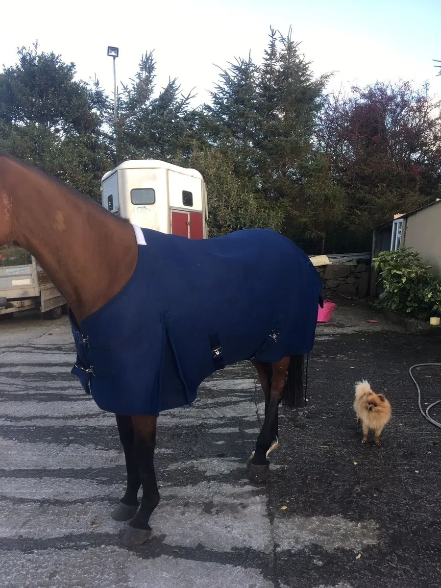 Horse Rugs - Turnout and Stable - Image 3