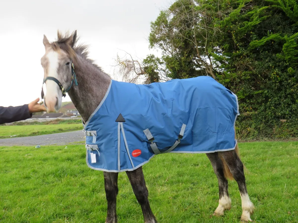 Horse Rugs - Turnout and Stable - Image 4