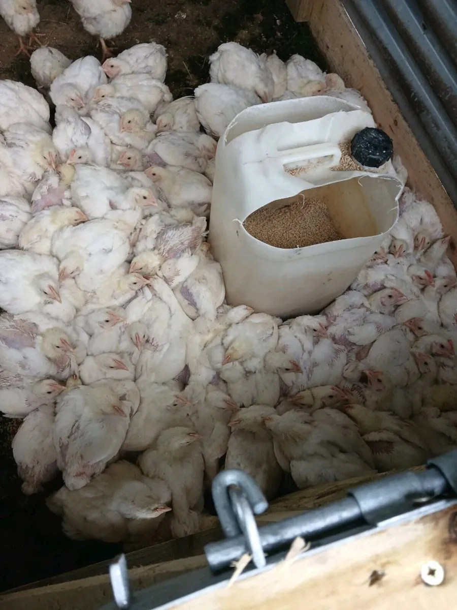 Permaculture Broiler Chickens