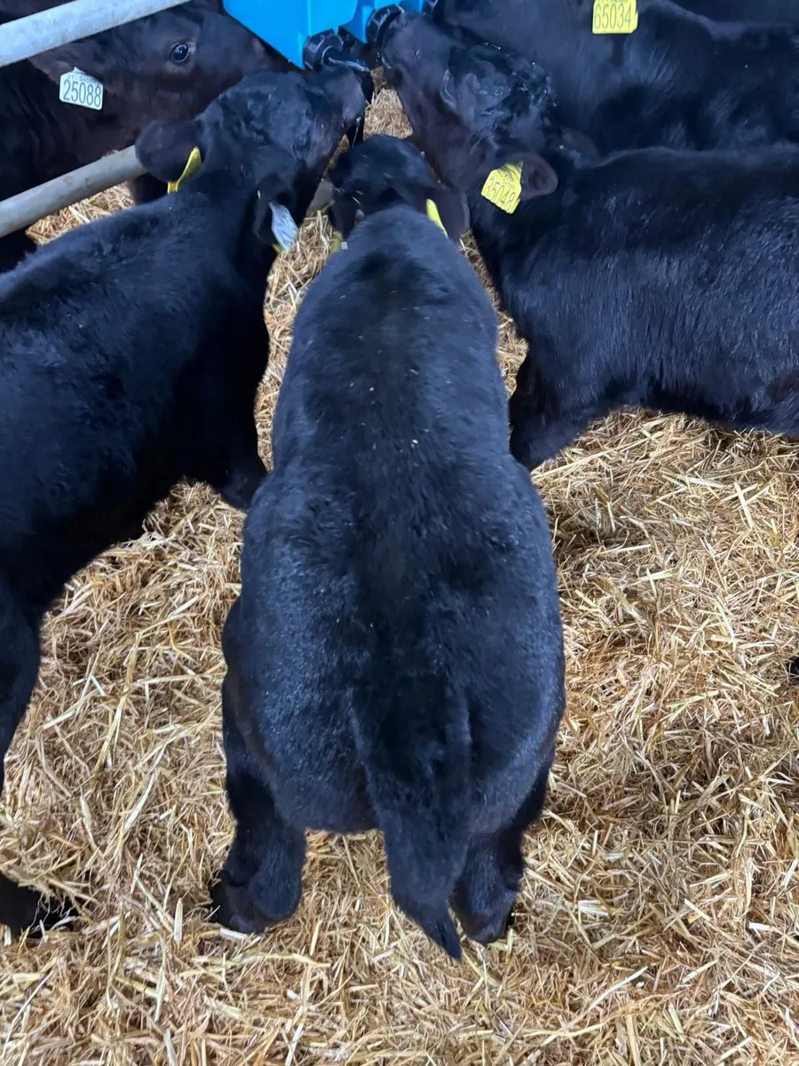 Angus Heifer calves - Image 1