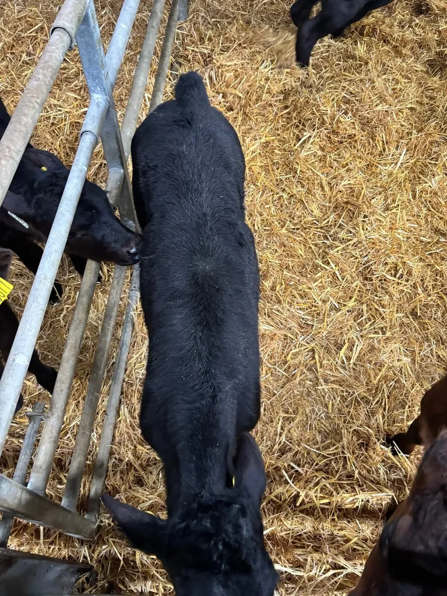 Angus Heifer calves - Image 3