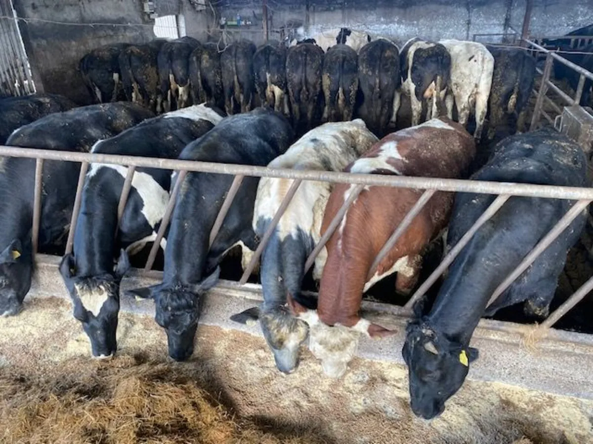 Smashing group of heavy bullocks - Image 1