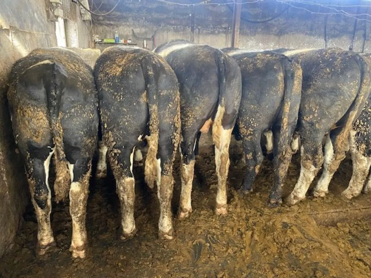 Smashing group of heavy bullocks - Image 3