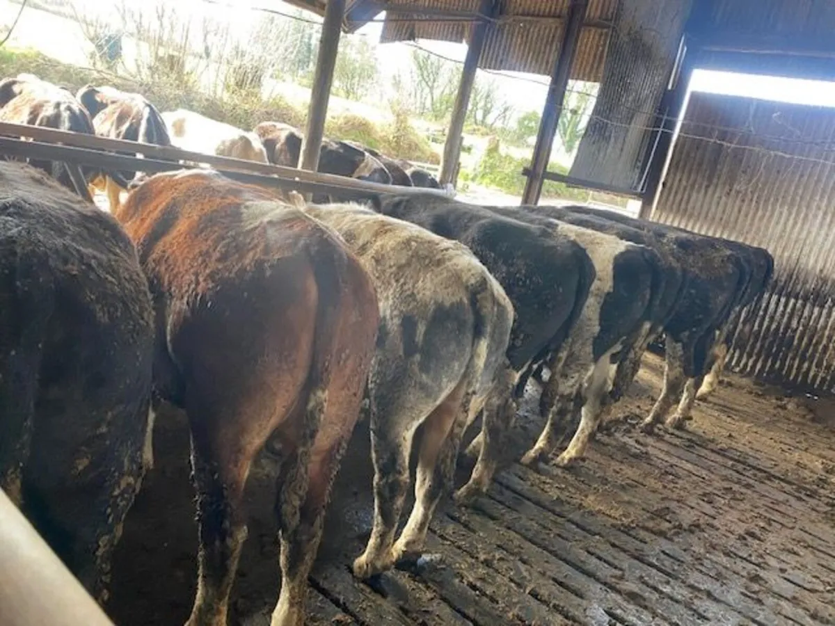 Smashing group of heavy bullocks - Image 2