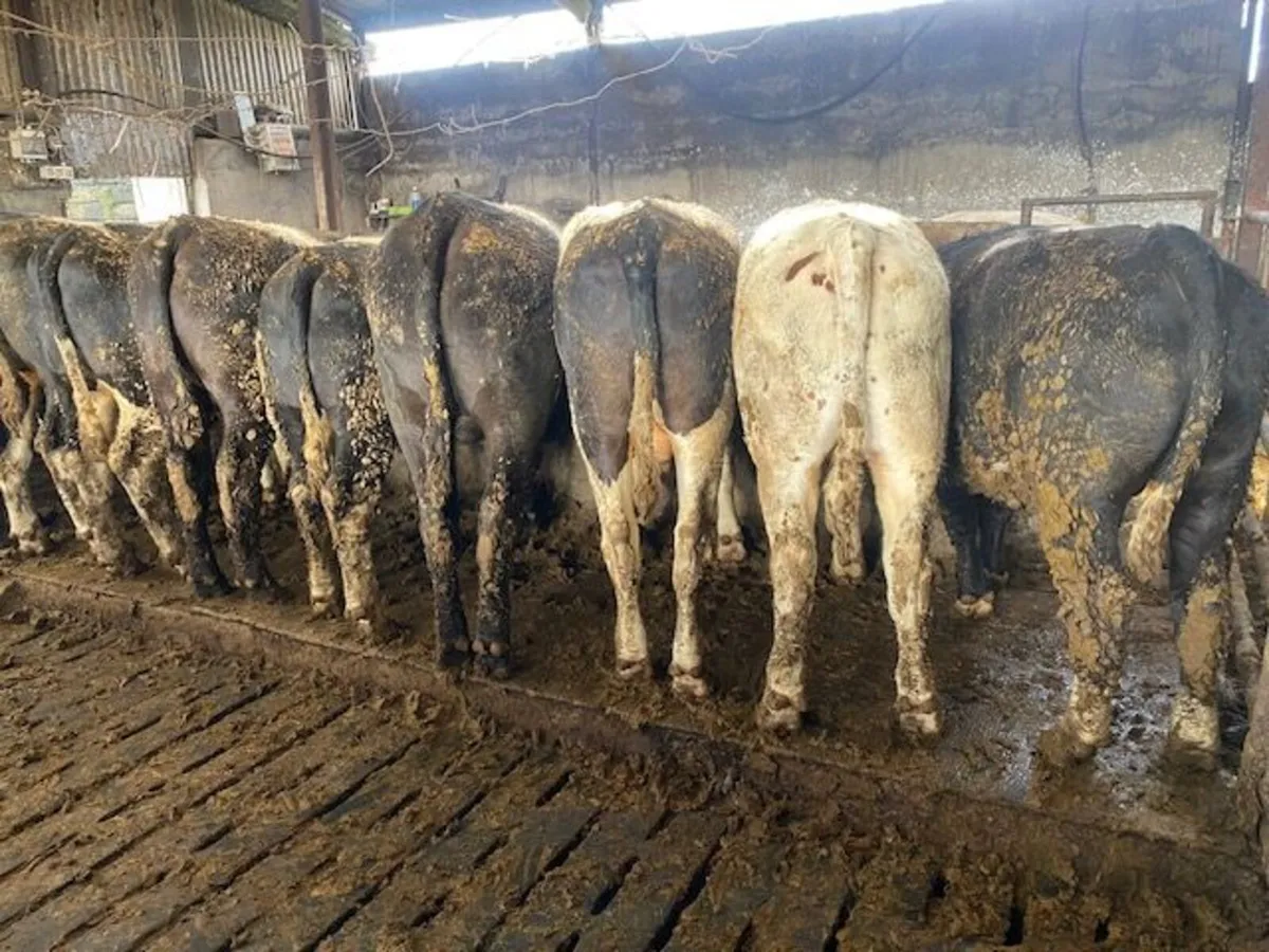 Smashing group of heavy bullocks - Image 4