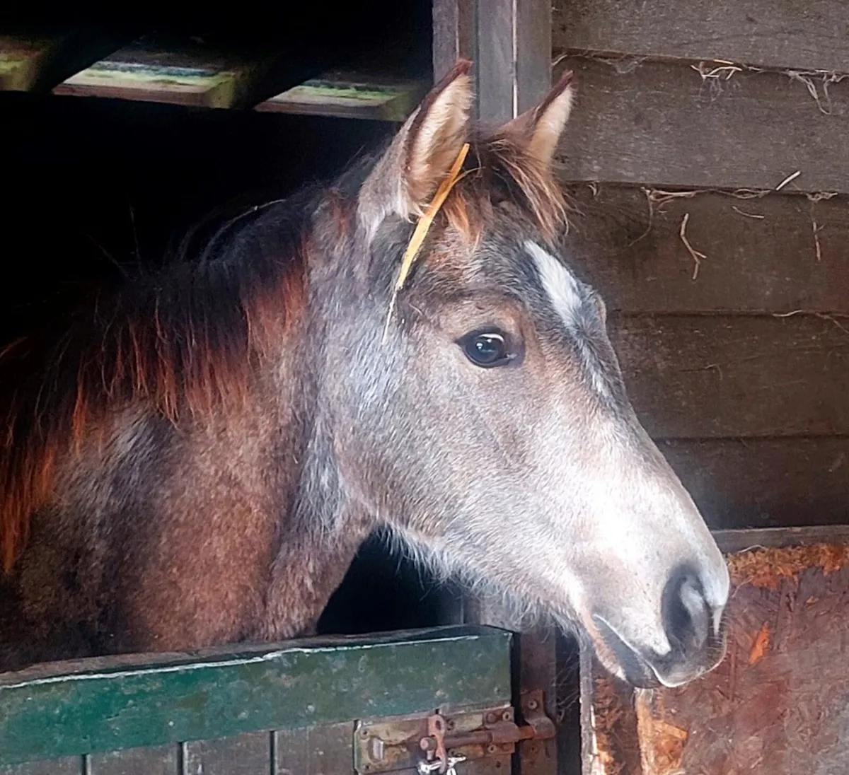 Connemara x tb traditional Irish pony - Image 1