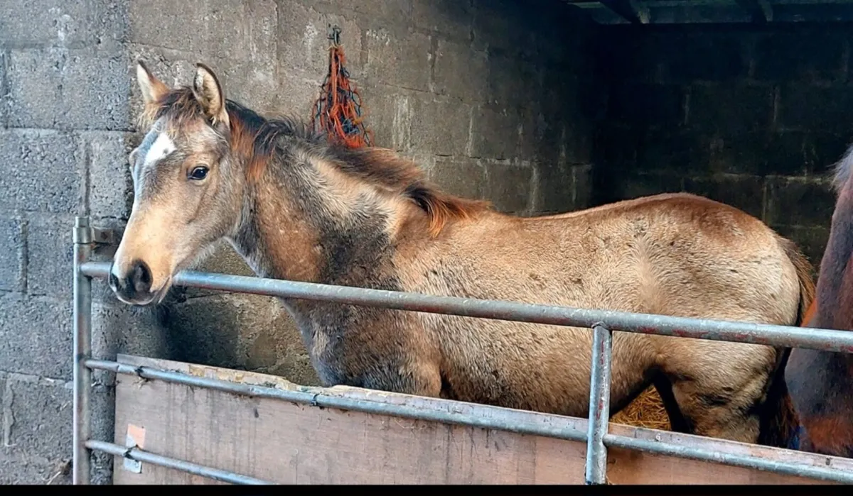 Connemara x tb traditional Irish pony - Image 2