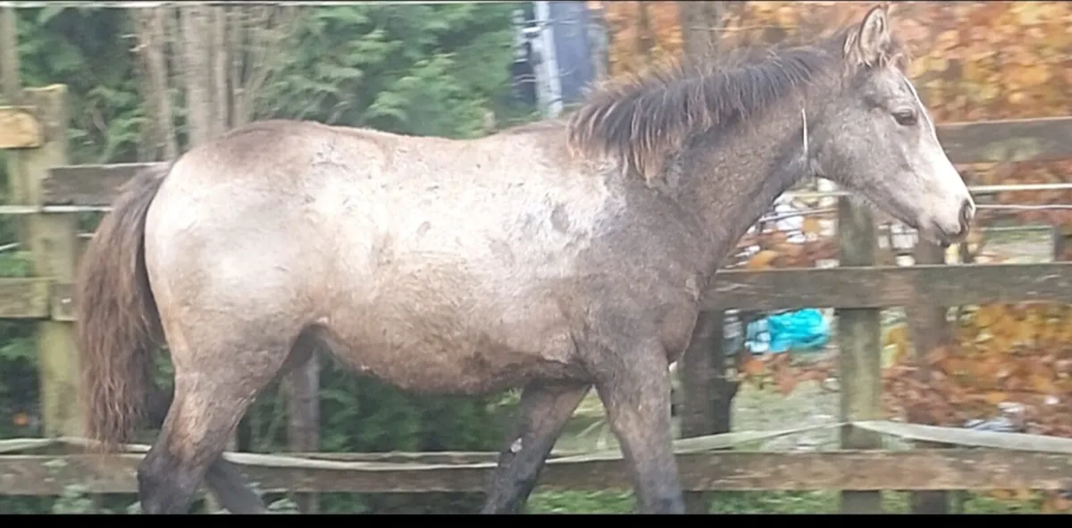 Connemara x tb traditional Irish pony - Image 3