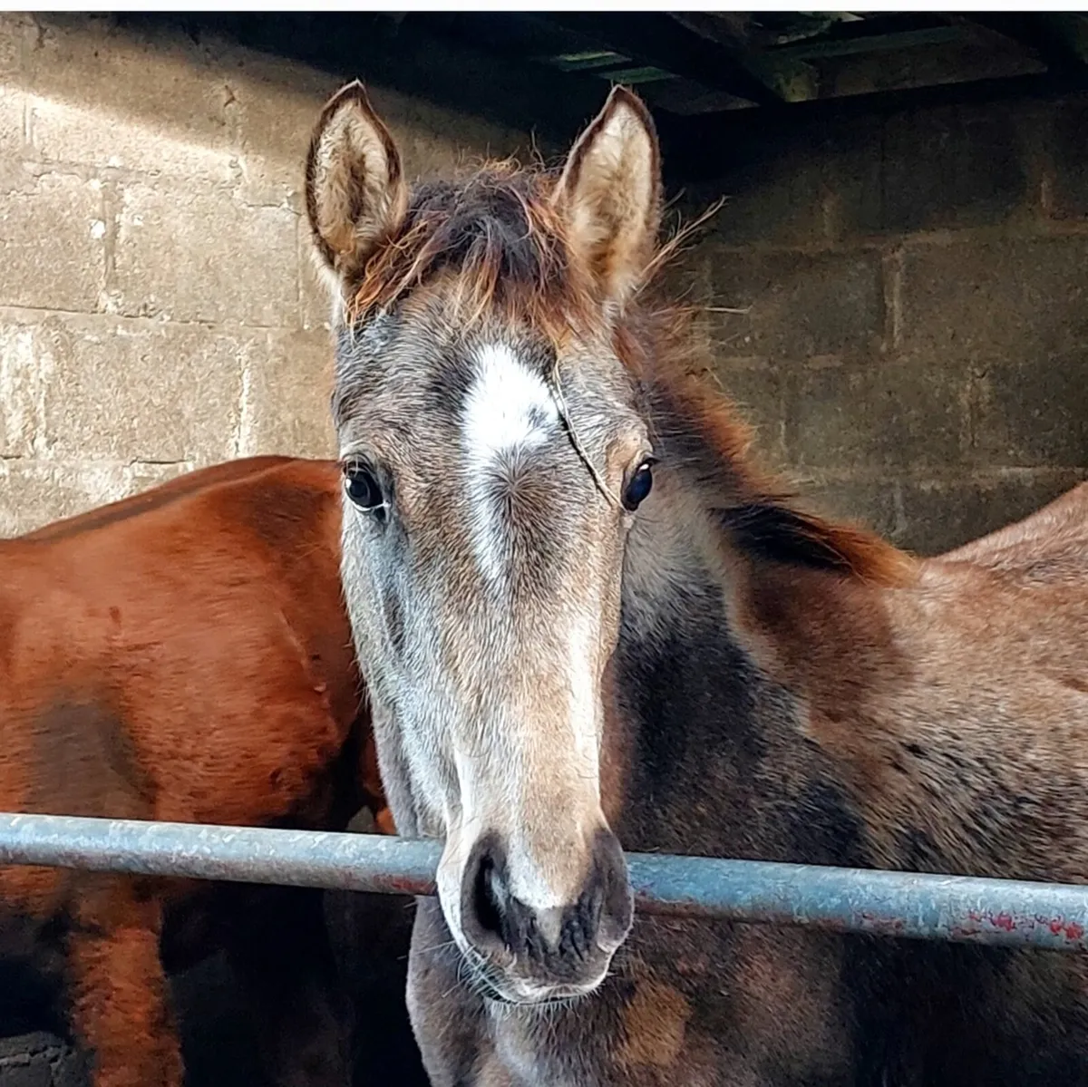 Connemara x tb traditional Irish pony - Image 4