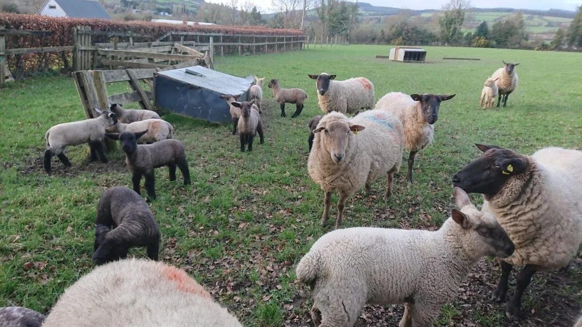 Ewes and lambs - Image 1