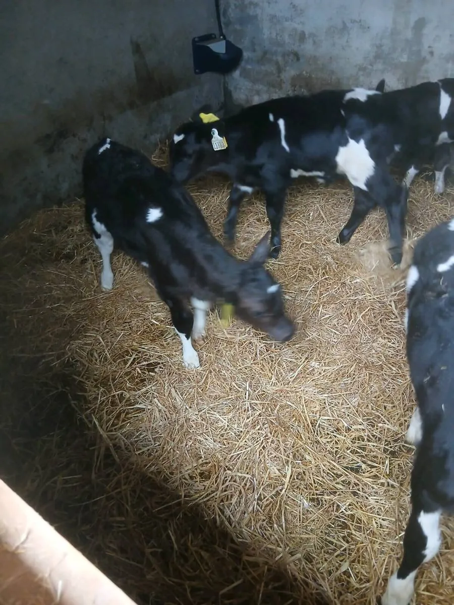 fully organic British fresian bull calf - Image 3