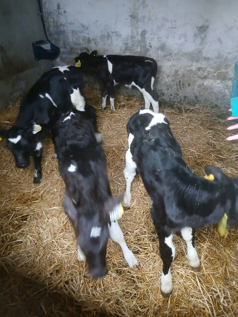 fully organic British fresian bull calf - Image 1