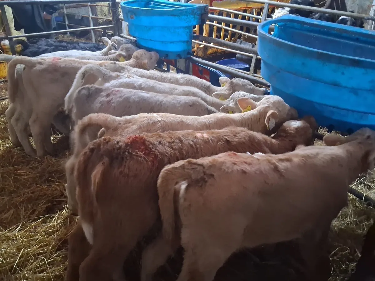 9 Charolais calves - Image 1