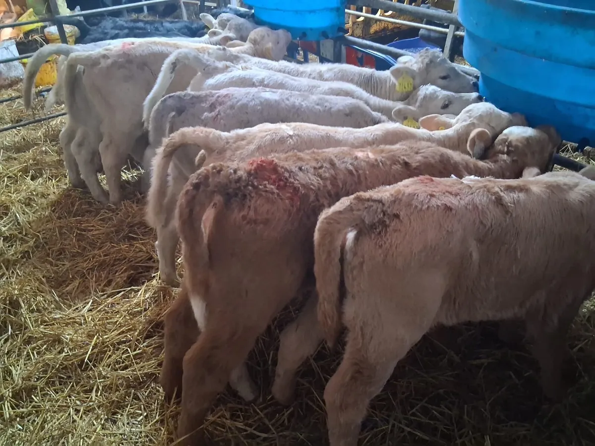 9 Charolais calves - Image 2