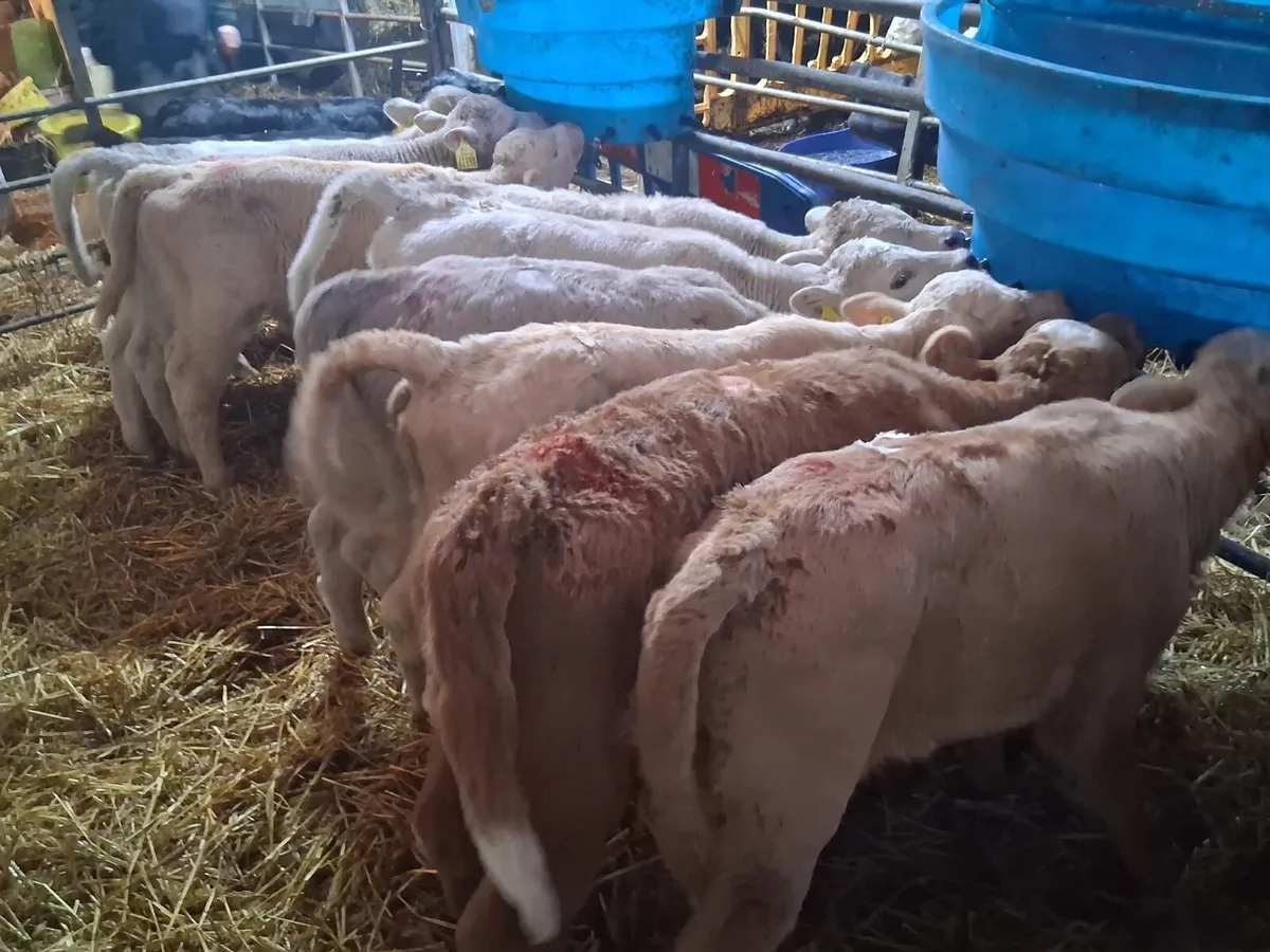9 Charolais calves - Image 3
