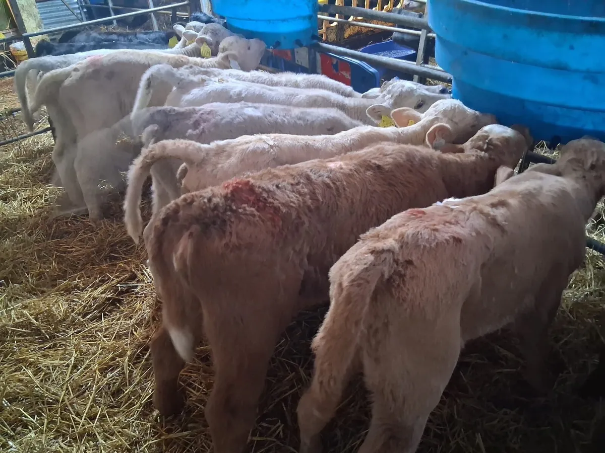 9 Charolais calves - Image 4