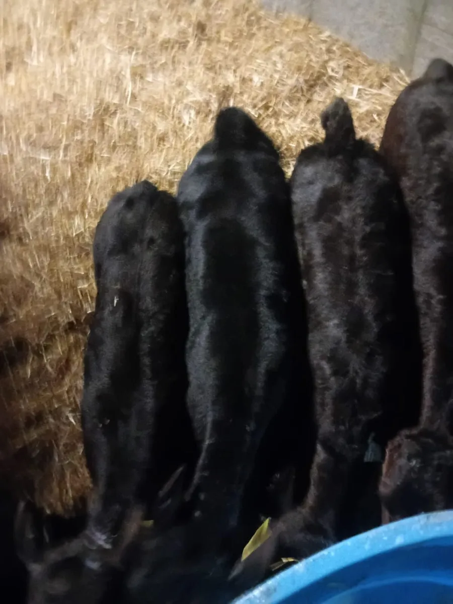 Limousin Calves - Image 1