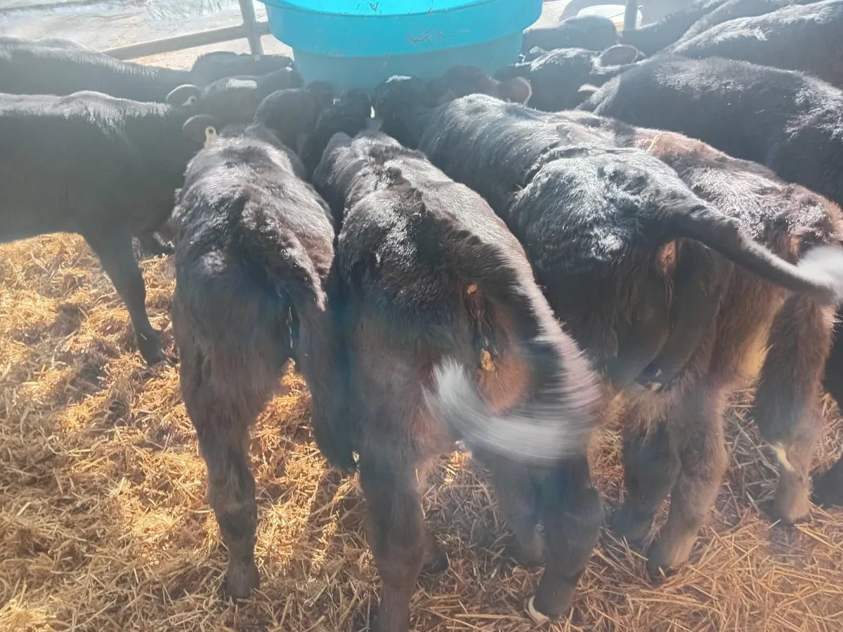 Limousin Calves - Image 2