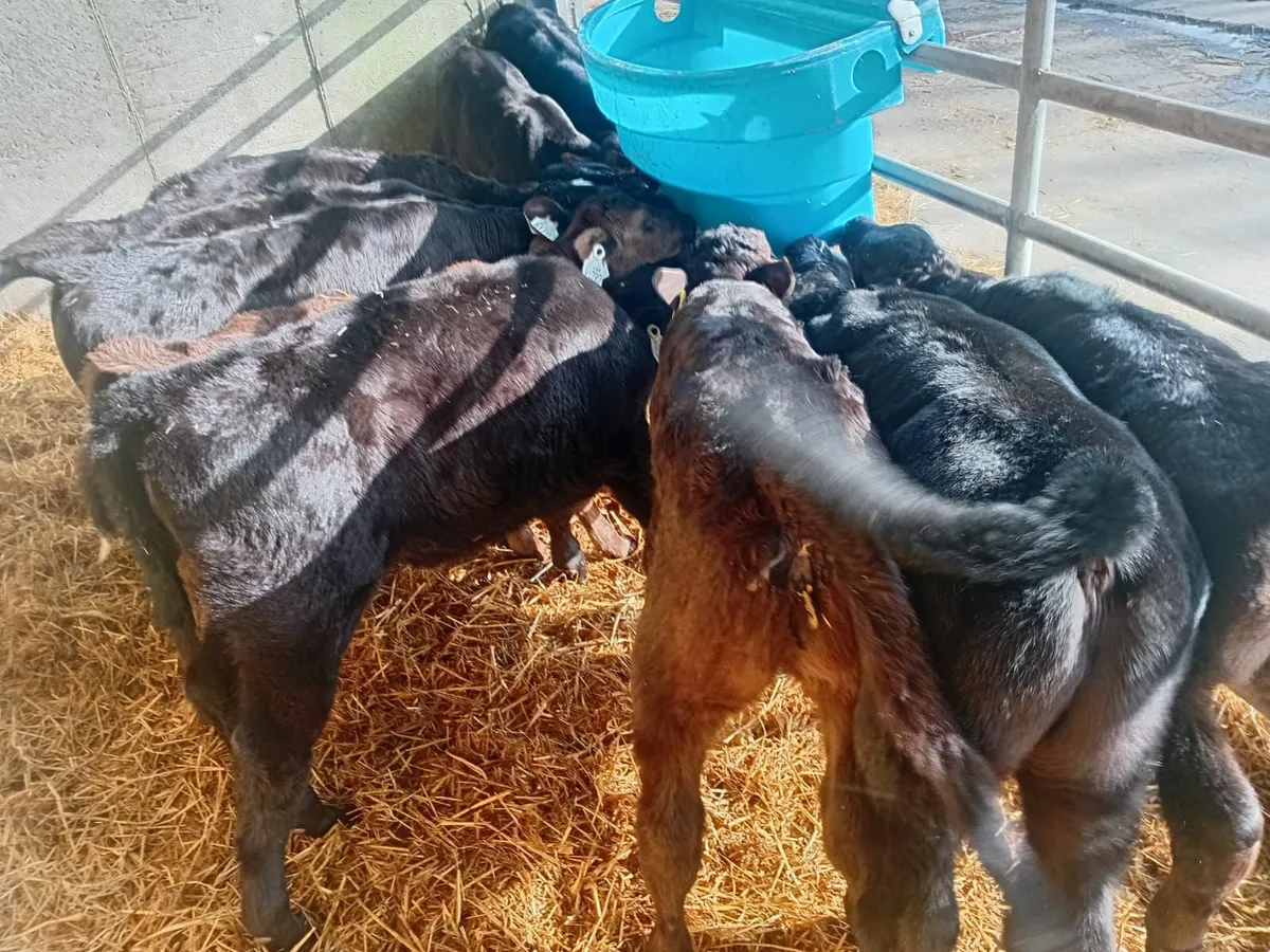 Limousin Calves - Image 3