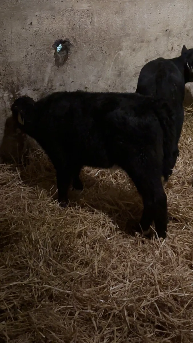 Angus Heifer Calves - Image 1
