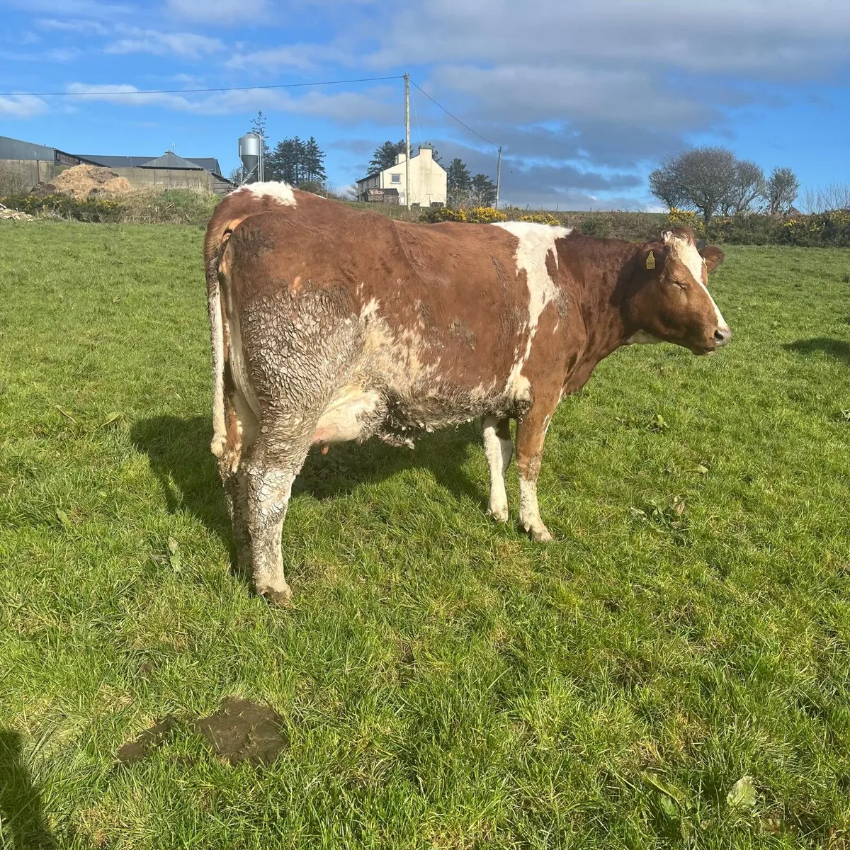Skibbereen Mart Fri 13th of March Calves & Cattle - Image 2