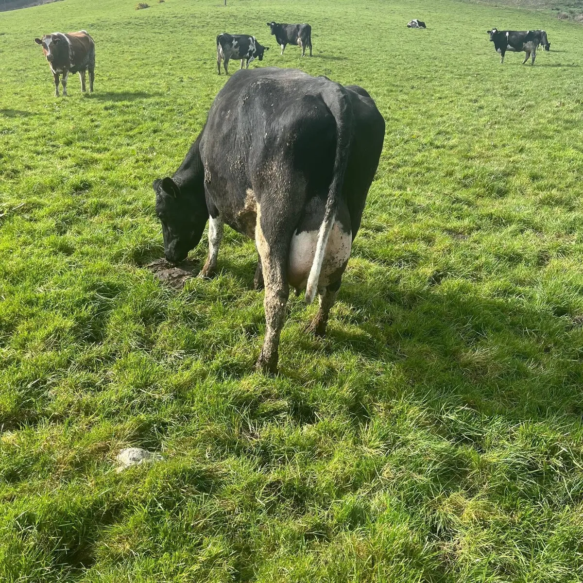Skibbereen Mart Fri 13th of March Calves & Cattle - Image 1