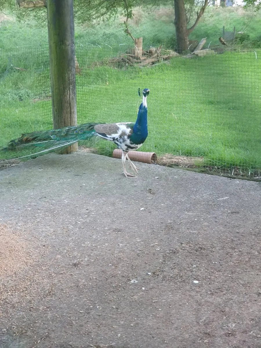 Peafow/Hens/Ducklings/Chicks\hatching eggs - Image 1