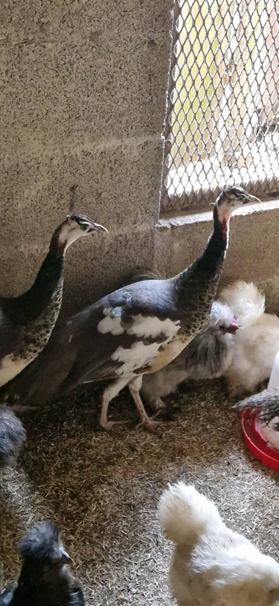 Peafow/Hens/Ducklings/Chicks\hatching eggs - Image 4