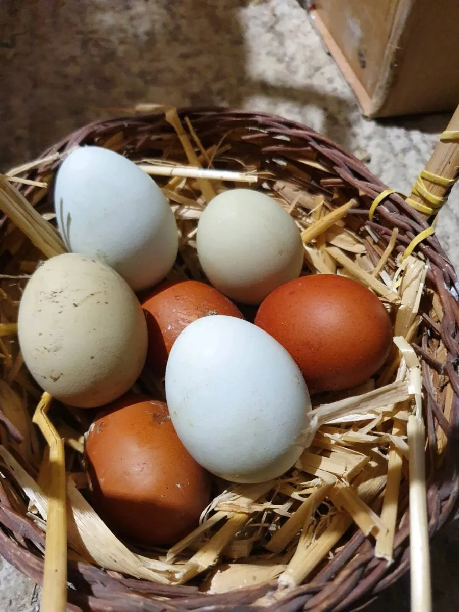 Peafow/Hens/Ducklings/Chicks\hatching eggs - Image 2