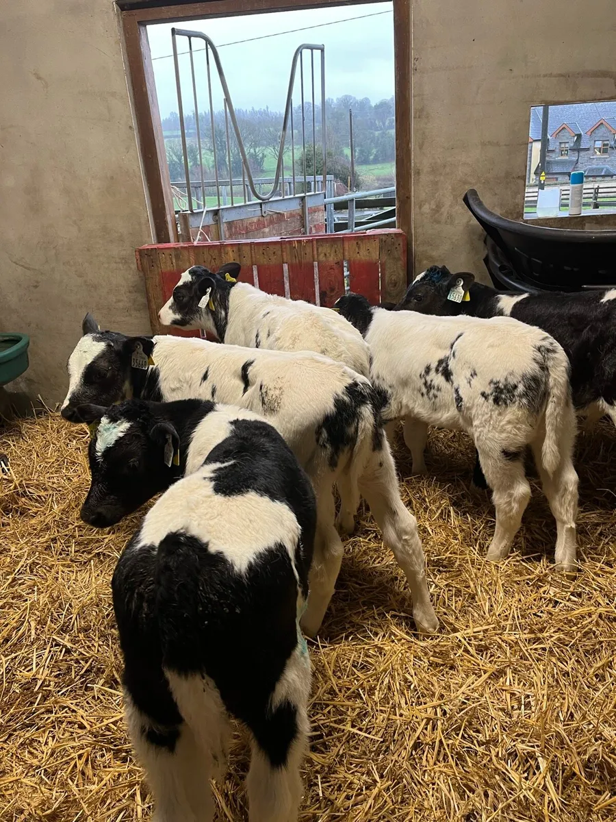 Belgian Blue calves - Image 2
