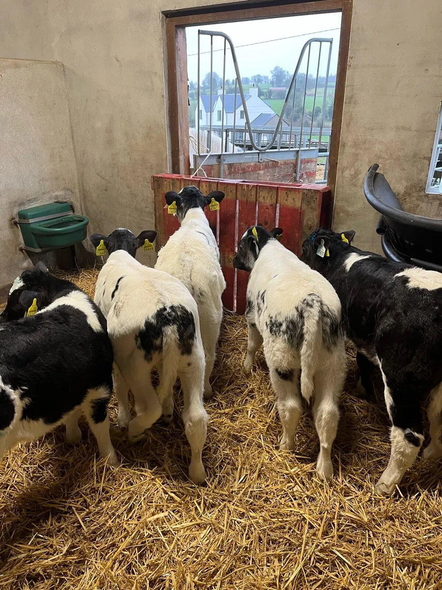 Belgian Blue calves - Image 3