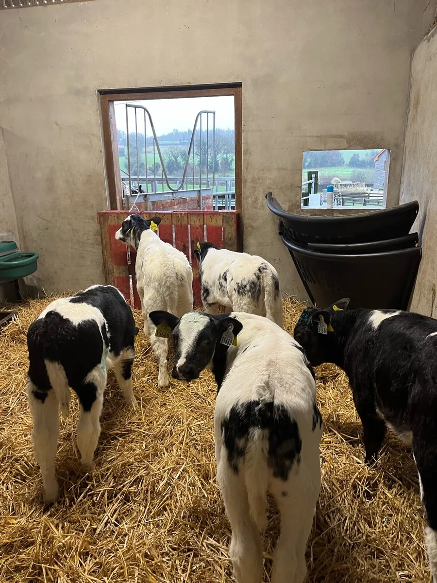 Belgian Blue calves - Image 4