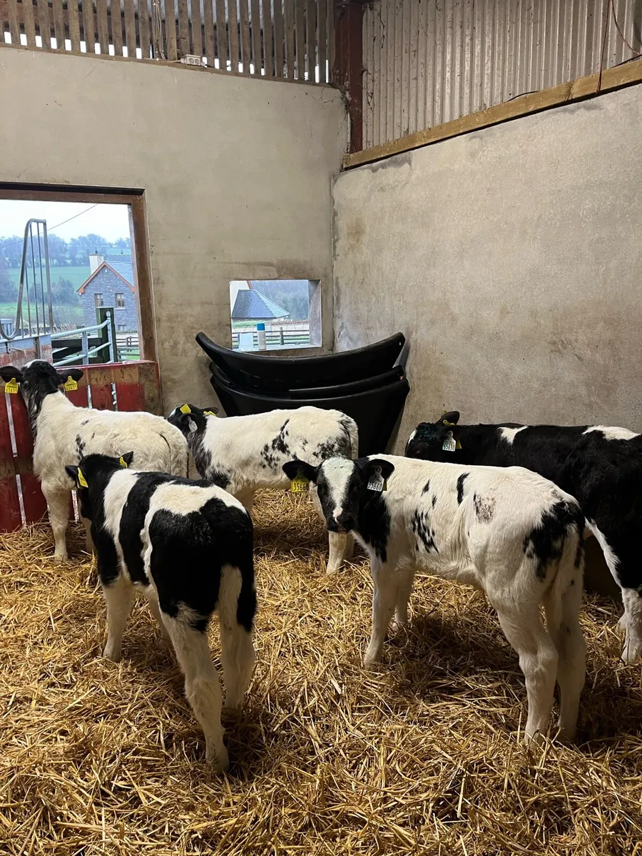 Belgian Blue calves - Image 1