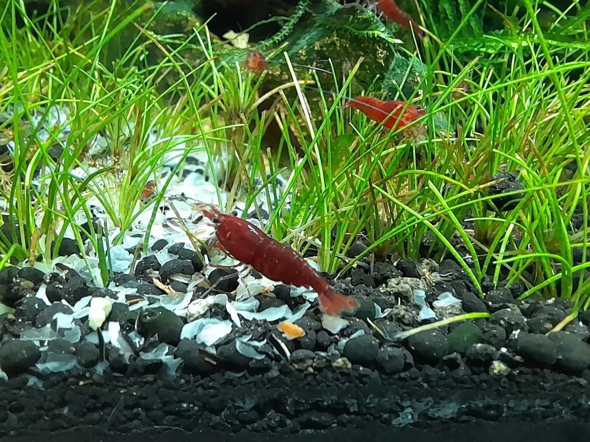 Neocaridina Bloody Mary Shrimp 🦐 Delivery - Image 4
